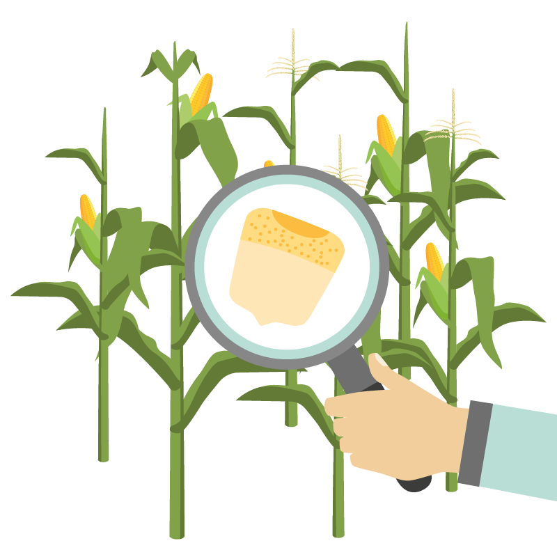 Illustration remplissage du grain